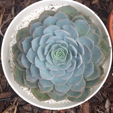 Echeveria Desmetiana v. Subsesslis