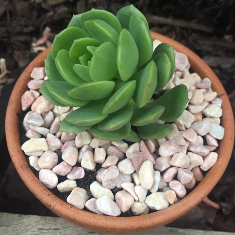 plant image 702359