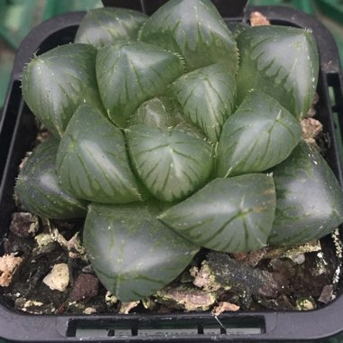 Haworthia Cooperi