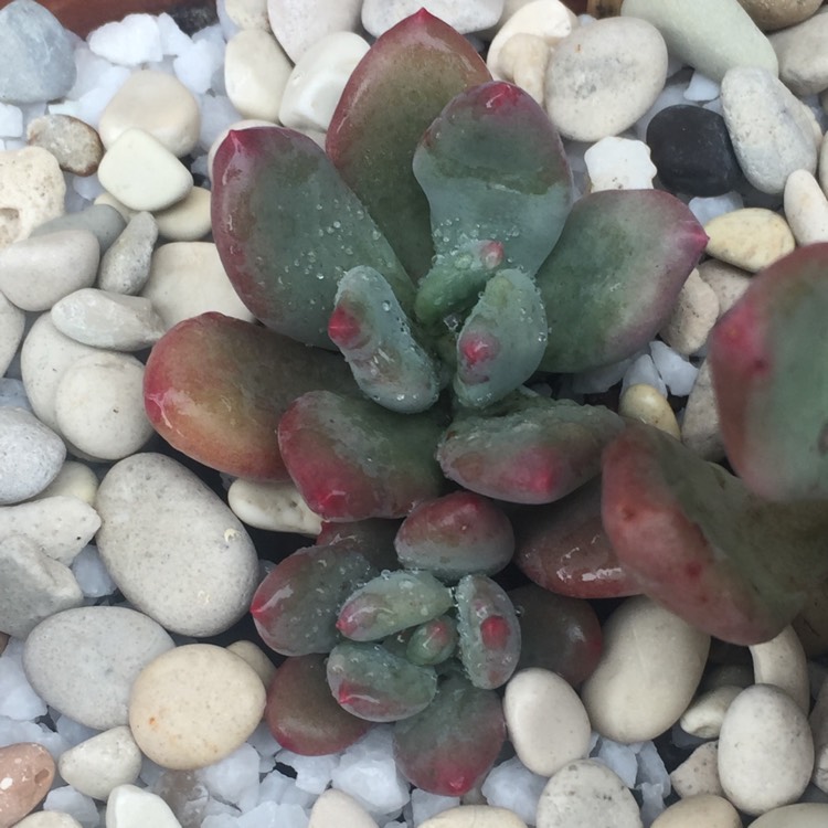Plant image x Pachyveria Dr Cornelius
