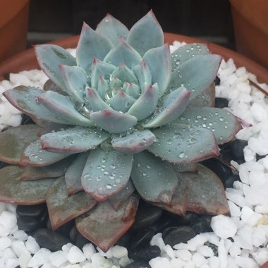 Echeveria Blue Bird