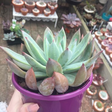 Echeveria Colorata fa. Colorata