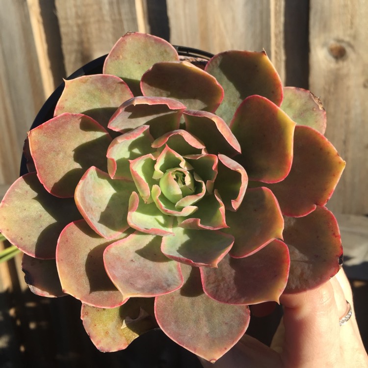 plant image 804493