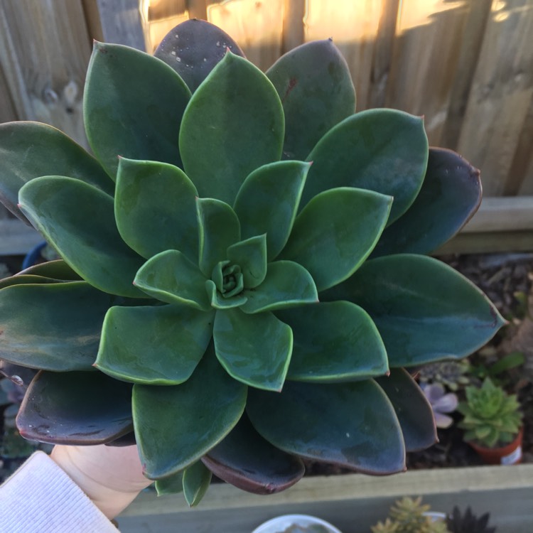Plant image Echeveria Blue Prince