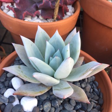 Echeveria Colorata