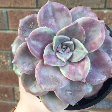 Graptopetalum Purple Delight syn. Graptopetalum Snow White