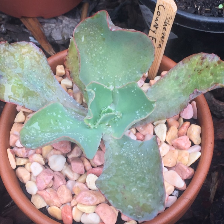 plant image 807976