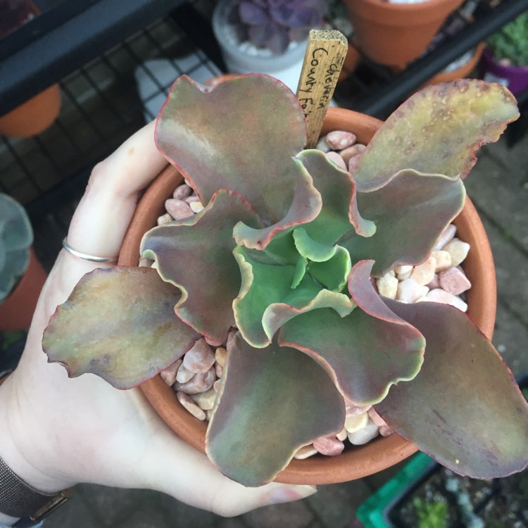 plant image 807982