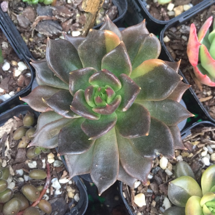 plant image 808699