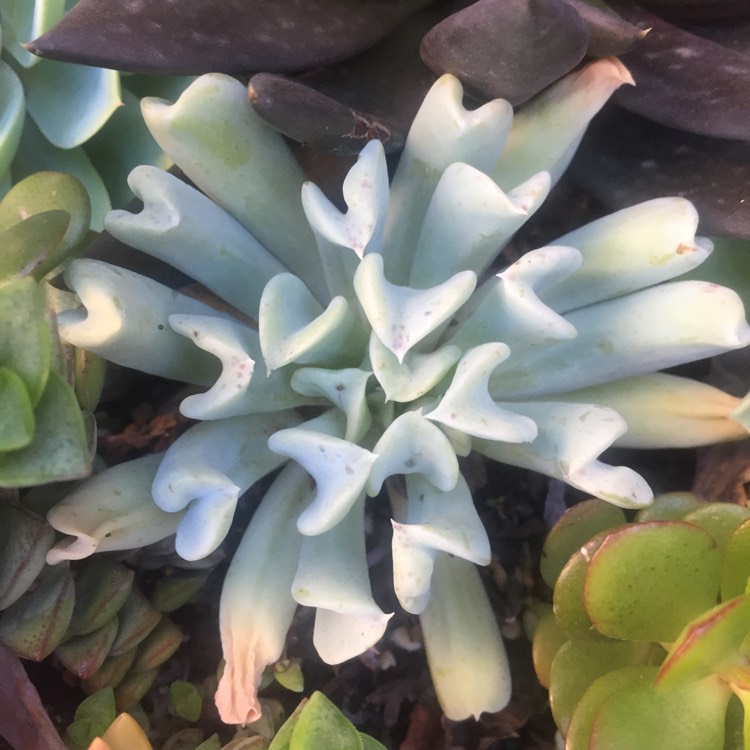 plant image 808808 plant image 808808