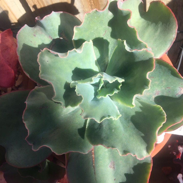 plant image 808817 plant image 808817