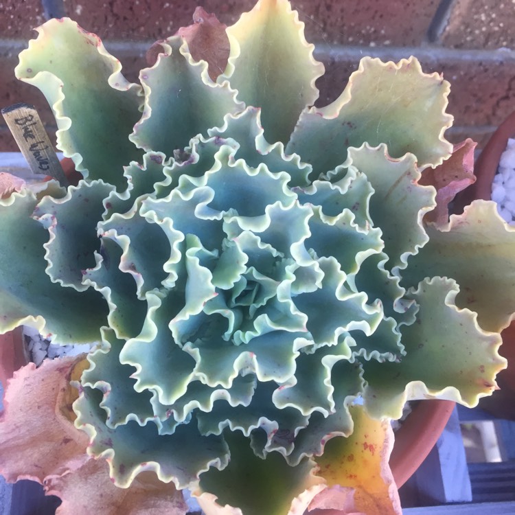 plant image 808838 plant image 808838