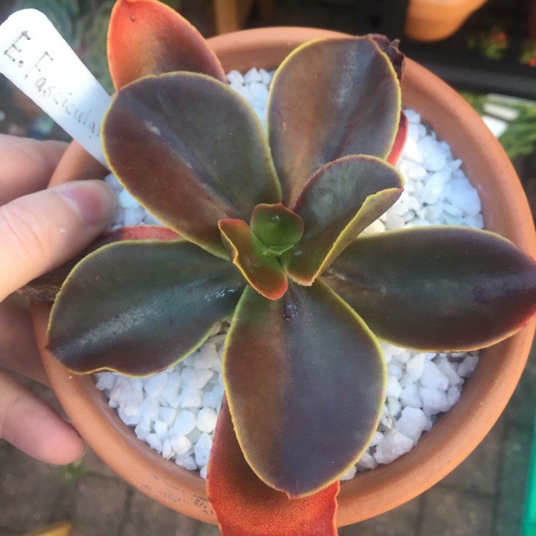 plant image 808856 plant image 808856