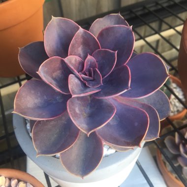 Echeveria Purple Pearl
