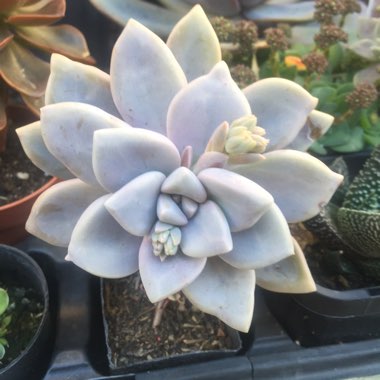Graptopetalum Tricolour