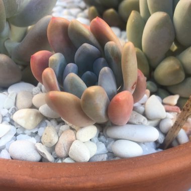 x Pachyveria Clavifolia