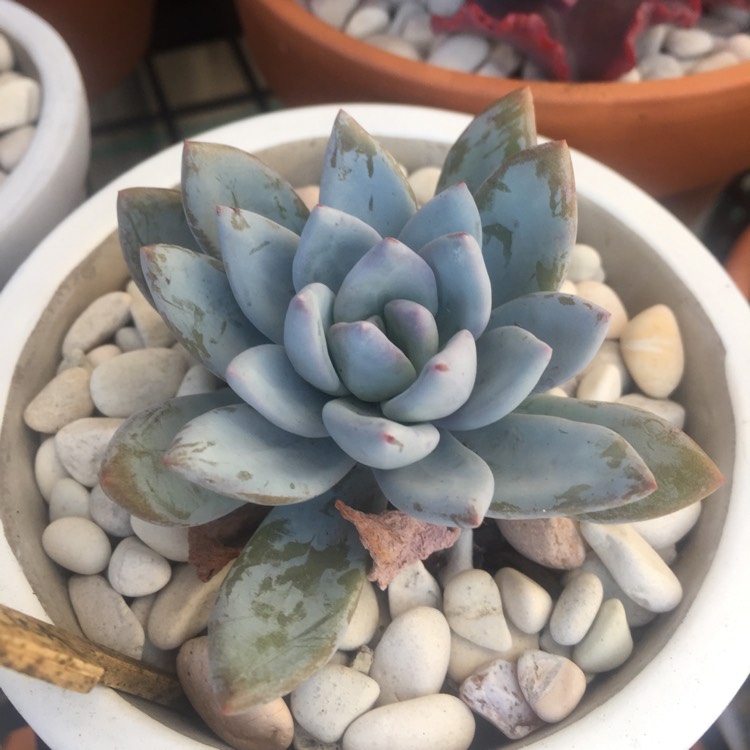 Plant image x Pachyveria Powder Puff