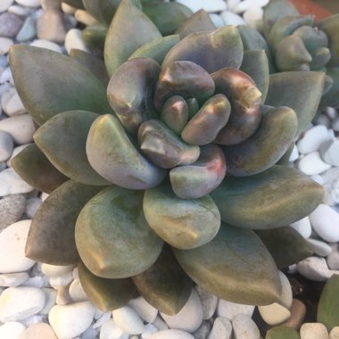 xSedeveria Blue Mist