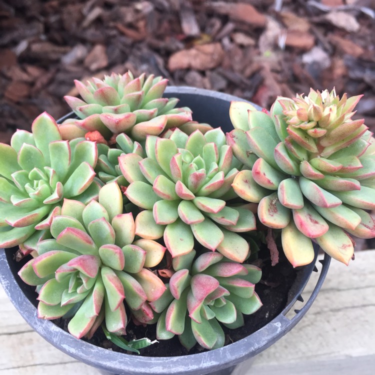 Plant image xSedeveria Darley Dale