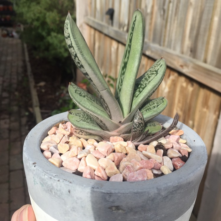 Plant image Gasteria Smokey