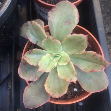 Echeveria Painted Frills