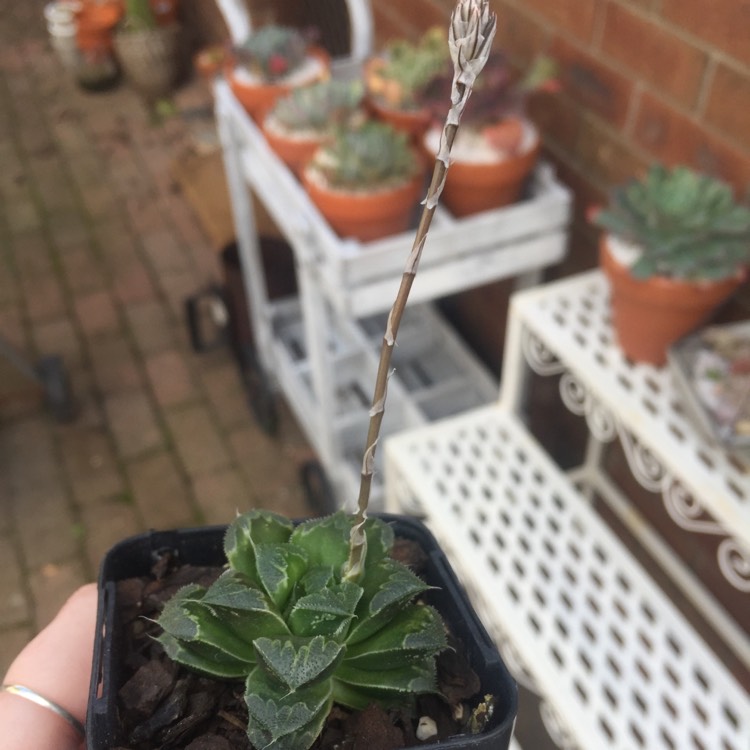 plant image 816188 plant image 816188