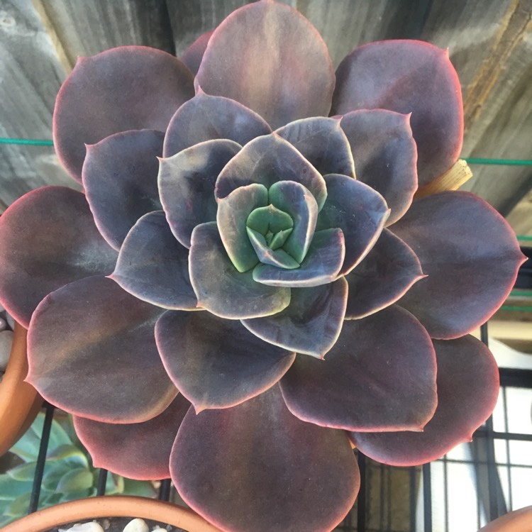 plant image 817282