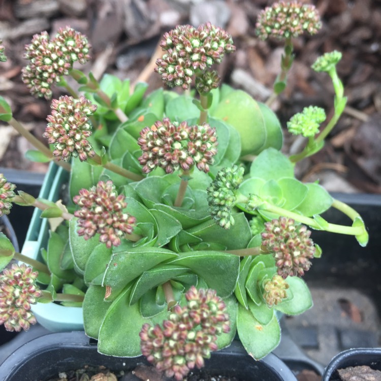plant image 817542