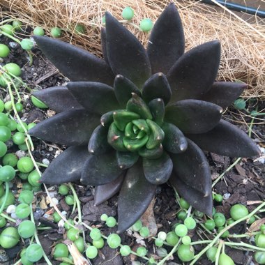 Echeveria Affinis sp.