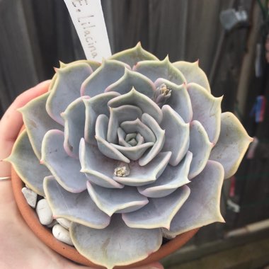Echeveria Lilacina