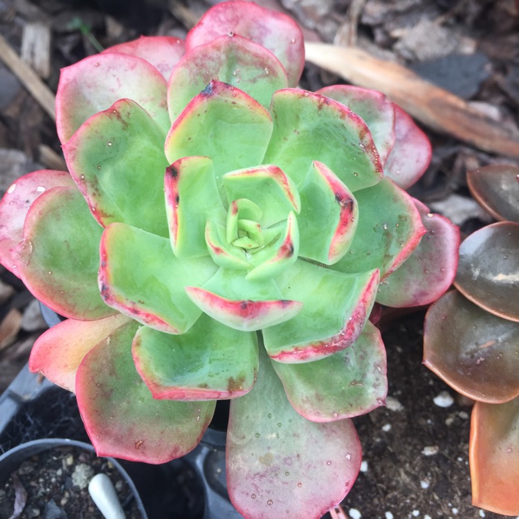 Plant image Echeveria Briar Rose