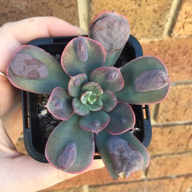 Echeveria Raindrops