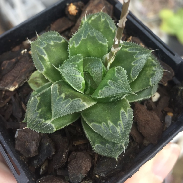 plant image 825159 plant image 825159