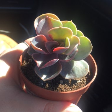 Echeveria Perle Von Nurnberg