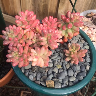 Sedum Rubrotinctum 'Aurora'