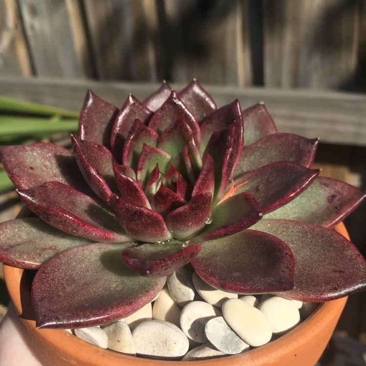 Plant image Echeveria Agavoides Blood Maria