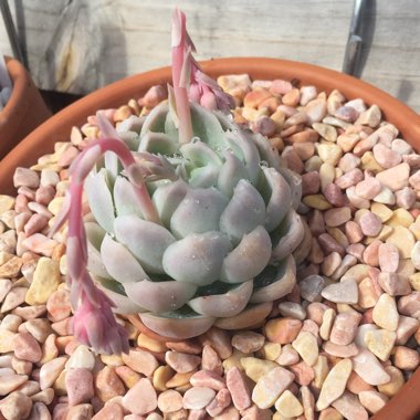 Echeveria Elegans