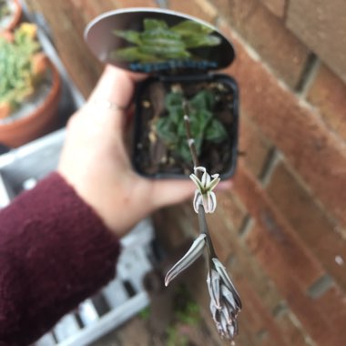 Haworthia Zhishou