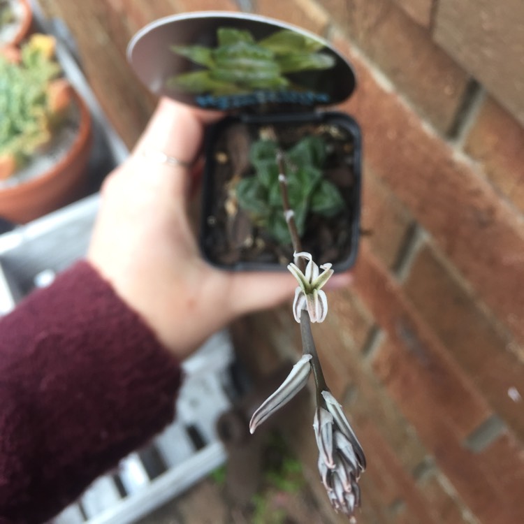 plant image 843230 plant image 843230