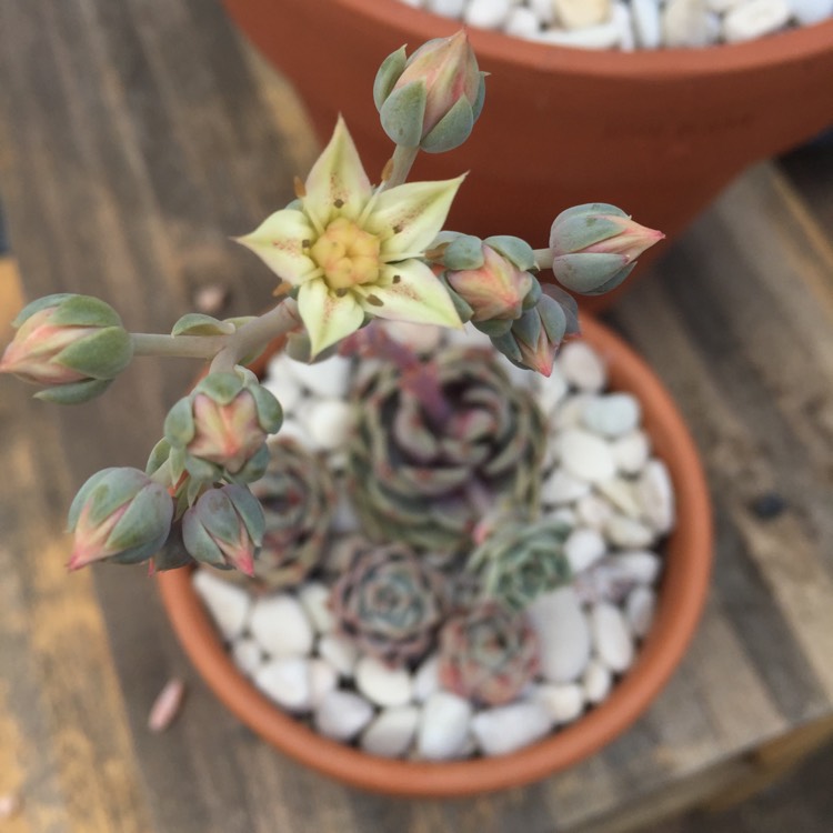 plant image 850514 plant image 850514