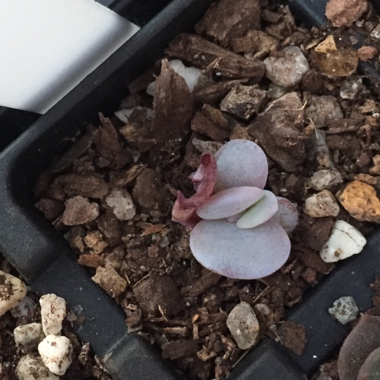 plant image 853176