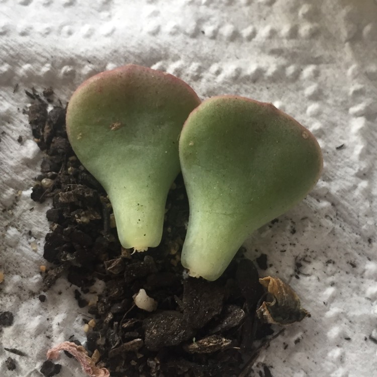 plant image 855580