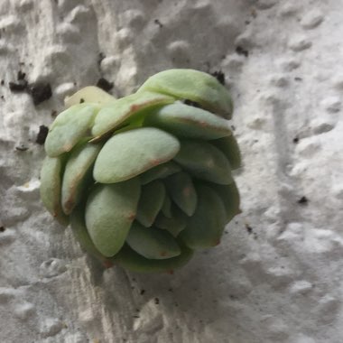 x Pachyveria White Nun