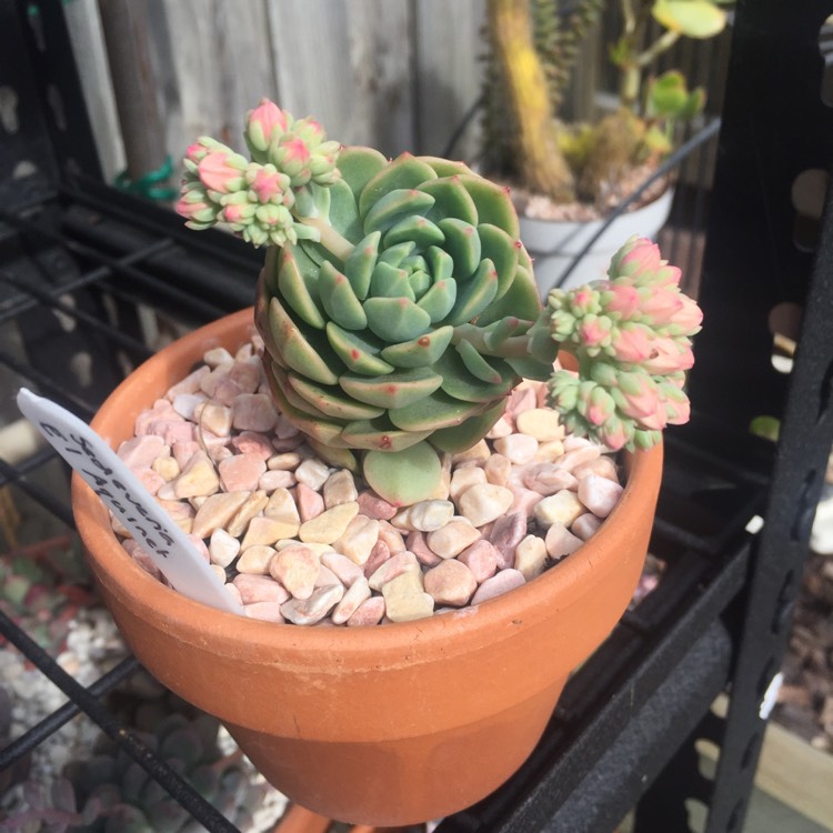 plant image 855600