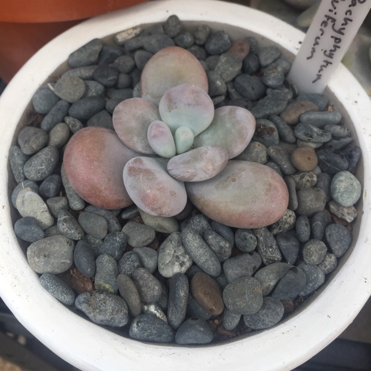 plant image 855608 plant image 855608