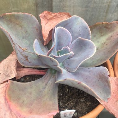 Echeveria Joy's Giant