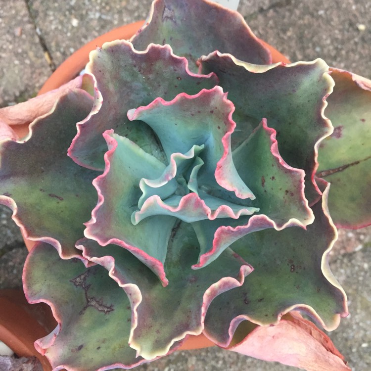 plant image 855884 plant image 855884