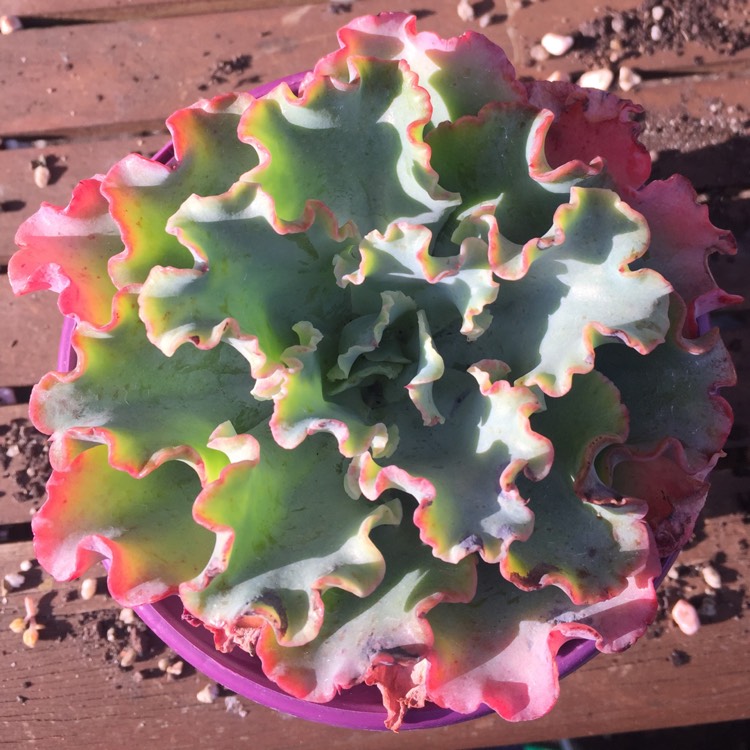 plant image 860886