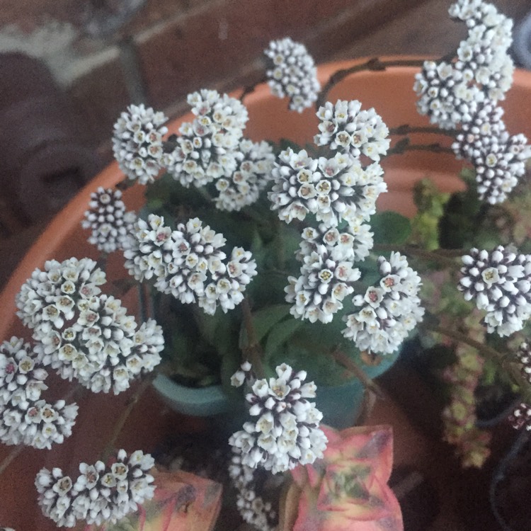 Plant image Crassula montana subsp. Quadrangularis