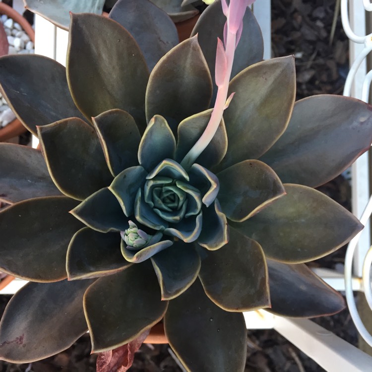 plant image 863884 plant image 863884